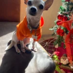 Pet sun-protective baseball cap photo review