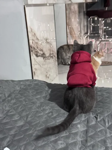 Pet sun-protective baseball cap photo review