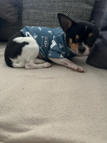 Cute pet vest T - shirts photo review