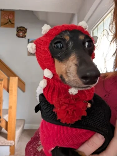 Hand Woven Italian Greyhound Hat, Wool Fried Doodle Twist Ball Dog Hat, Super Cute photo review