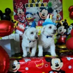 Pet Birthday Hat photo review