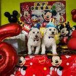 Pet Birthday Hat photo review