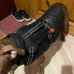 Pet harness, Leash, Collar, Drool bib, Dog clothes, Set photo review