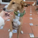 Italian Greyhound Whippet Martingale wide adjustable dog collar patterned cotton collar photo review