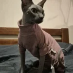 High - necked Warm - keeping Dog Clothes photo review