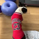 Dog World Cup Vest photo review