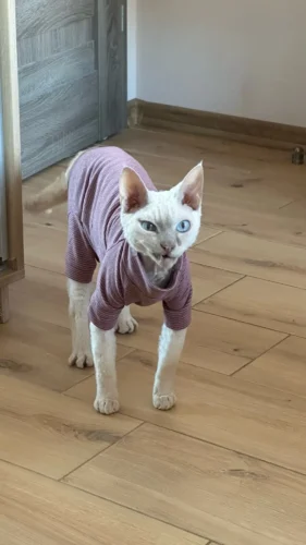 High - necked Warm - keeping Dog Clothes photo review