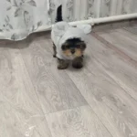 Plush high - necked cotton coat for dogs photo review