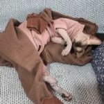 High - necked Warm - keeping Dog Clothes photo review