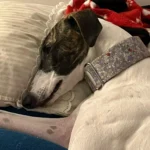 Italian Greyhound Whippet Martingale wide adjustable dog collar patterned cotton collar photo review