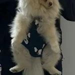 Portable double-shoulder backpack for pets photo review