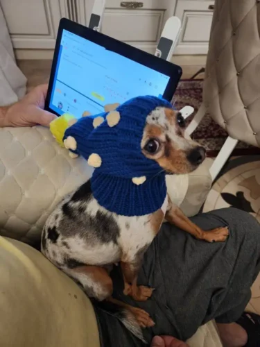 Hand Woven Italian Greyhound Hat, Wool Fried Doodle Twist Ball Dog Hat, Super Cute photo review