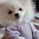 Pet sun-protective baseball cap photo review