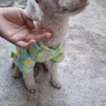 Cute pet vest T - shirts photo review