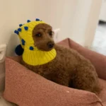 Hand Woven Italian Greyhound Hat, Wool Fried Doodle Twist Ball Dog Hat, Super Cute photo review