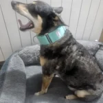 Italian Greyhound Whippet Martingale wide adjustable dog collar patterned cotton collar photo review