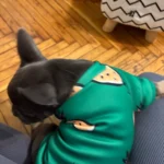 Cute pet vest T - shirts photo review