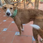 Italian Greyhound Whippet Martingale wide adjustable dog collar patterned cotton collar photo review