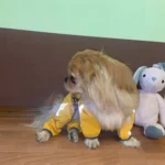 All-inclusive Raincoat for Large Dogs photo review