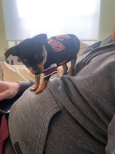 Dog World Cup Vest photo review