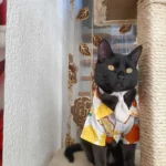 Ins-style dog sunflower Shirt and suspender skirt photo review