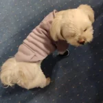 Pet sun-protective baseball cap photo review