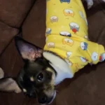 Cute pet vest T - shirts photo review