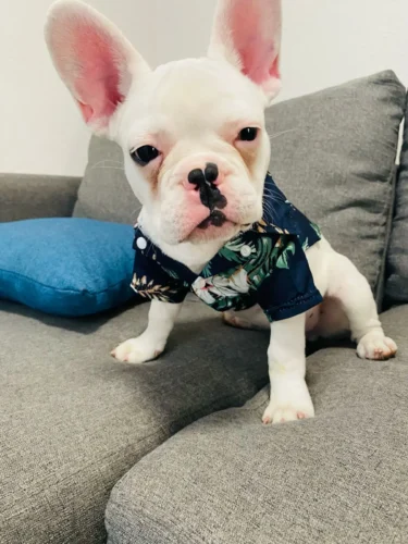 Thin Hawaiian shirt for dogs photo review