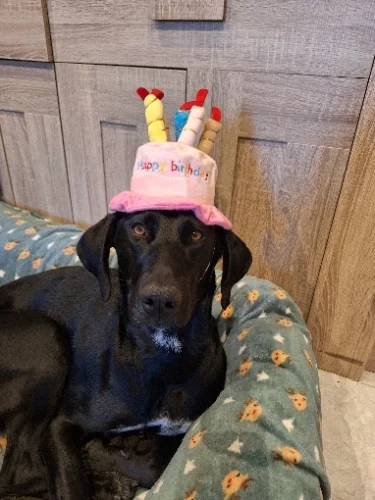 Pet Birthday Hat photo review