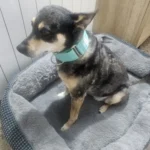 Italian Greyhound Whippet Martingale wide adjustable dog collar patterned cotton collar photo review