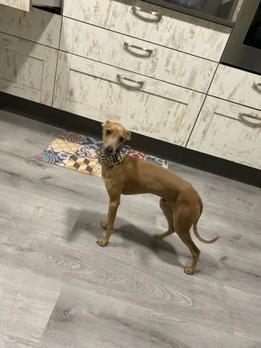 Italian Greyhound Whippet Martingale wide adjustable dog collar patterned cotton collar photo review