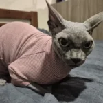 High - necked Warm - keeping Dog Clothes photo review