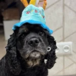 Pet Birthday Hat photo review