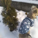 Cute pet vest T - shirts photo review