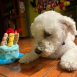 Pet Birthday Hat photo review