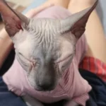 High - necked Warm - keeping Dog Clothes photo review