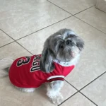 Dog World Cup Vest photo review