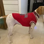 Dog World Cup Vest photo review