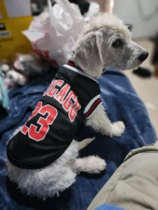 Dog World Cup Vest photo review