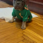 Cute pet vest T - shirts photo review
