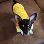 Cute pet vest T - shirts photo review