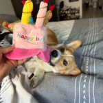 Pet Birthday Hat photo review