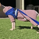 High - necked Warm - keeping Dog Clothes photo review