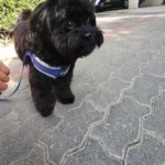 Summer cooling vest for dogs photo review