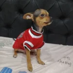 Dog World Cup Vest photo review