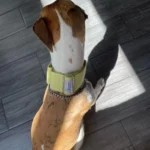 Italian Greyhound Whippet Martingale wide adjustable dog collar patterned cotton collar photo review