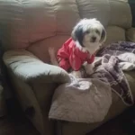 All-inclusive Raincoat for Large Dogs photo review