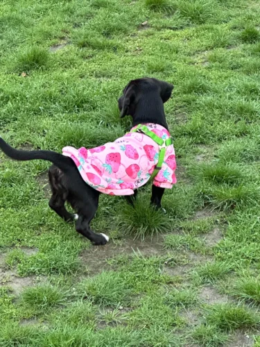 Cute pet vest T - shirts photo review