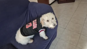 Dog World Cup Vest photo review