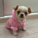 Pet sun-protective baseball cap photo review